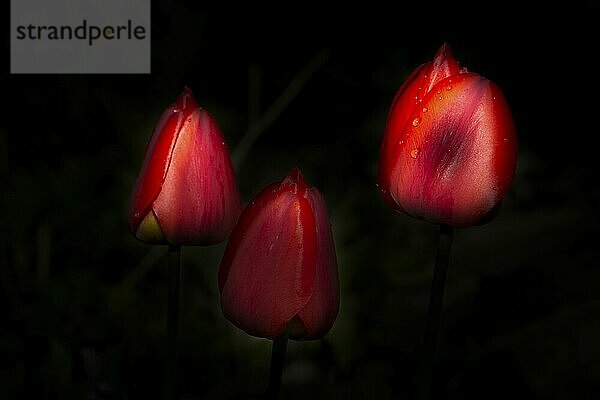 Drei intensiv rote Tulpenblüten vor dunklem Hintergrund