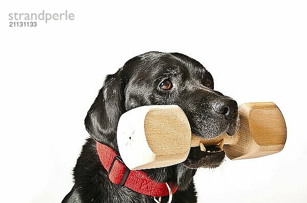 Labrador vor weißem Hintergrund mit Holz-Apportel