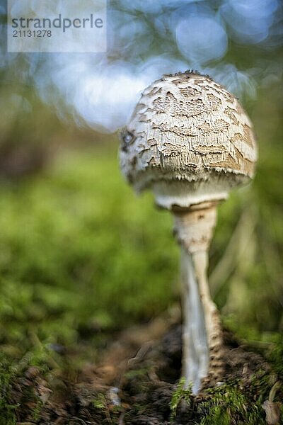 Pilz mit alten Objektiv fotografiert auffälliges Bokeh