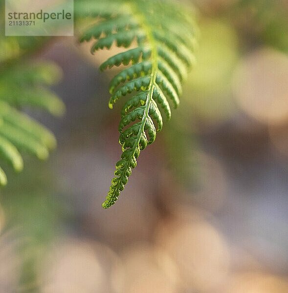 Farn  farngewächs  natur  makro  grün  blatt  farnblatt  wald  waldboden  pflanze  nahaufnahme  farnkraut  blätter  gewächs  botanik  frühling  sommer  stengel  floral  jahreszeit  tiefenschärfe