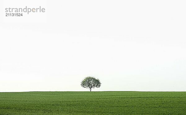 Landschaft im Südwesten Deutschlands  in der Nähe der Stadt Schwäbisch Hall mit einem einzelnen Baum auf einer grünen Wiese im starken morgendlichen Gegenlicht