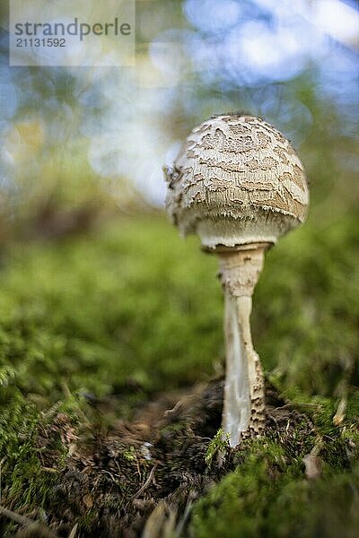 Pilz mit alten Objektiv fotografiert auffälliges Bokeh