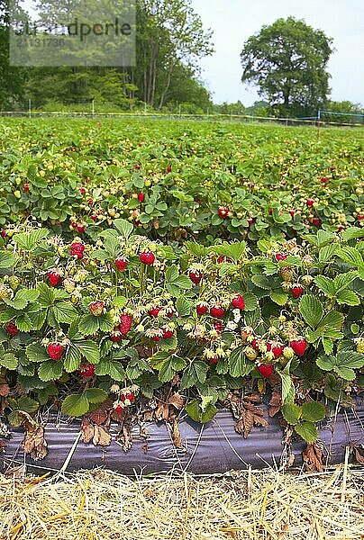 Ein Erdbeerfeld in den nördlichen Regionen Deutschlands  wo die Kunden sie direkt vom Feld pflücken können aufgenommen im Juni 2015