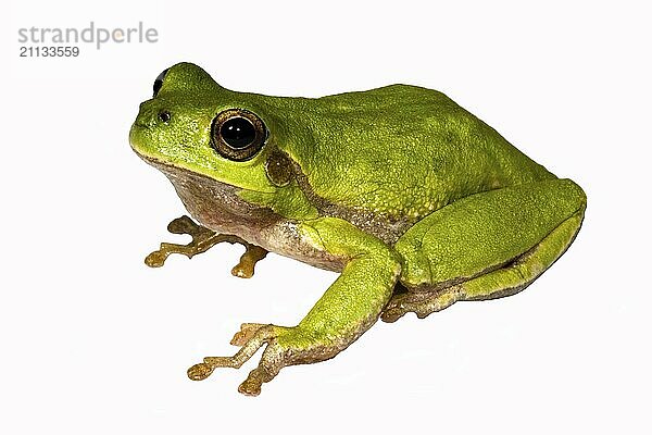 Ein freigestellter Laubfrosch auf weißem Untergrund in der Seitenansicht