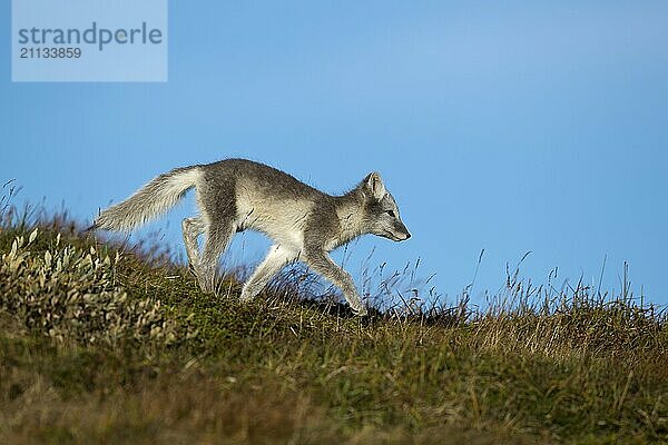 Ein laufender  junger hellgrauer Polarfuchs in der Seitenansicht freigestellt vor blauem Himmel