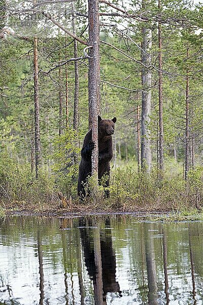 Ein an einem Baum aufgerichteter Braunbär sichert in Richtung Fotograf