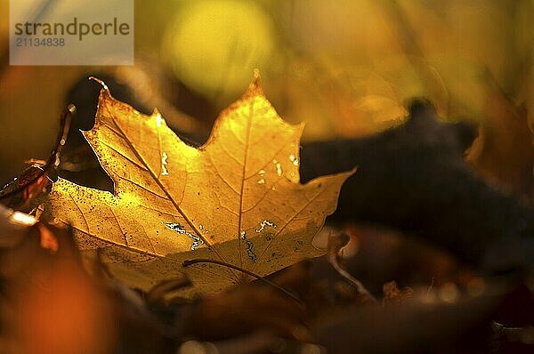 Herbstlaub im Gegenlicht