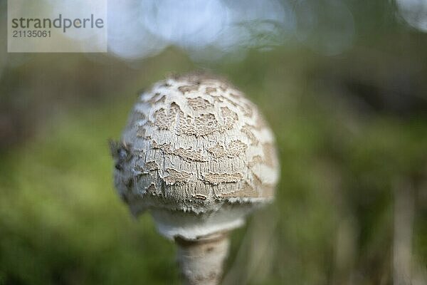 Pilz mit alten Objektiv fotografiert auffälliges Bokeh