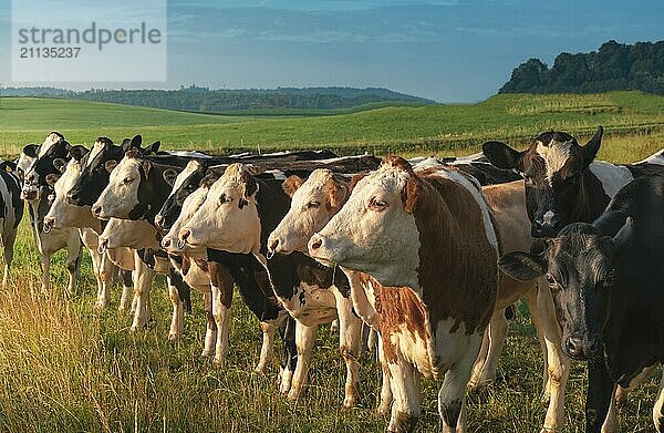 Schöne Landschaft mit einer Herde Holstein Kühe  die in einer Reihe aufgestellt sind und dem Sonnenaufgang entgegensehen  auf einer grünen Wiese  in Deutschland