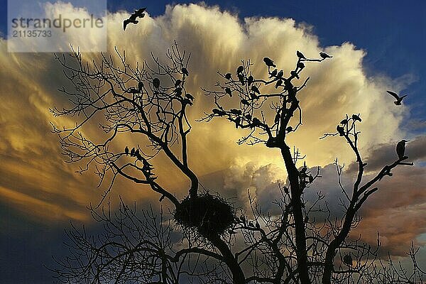 Silhouetten von Vögeln und Bäumen vor leuchtendem Abendhimmel mit dramatischen Wolken  Basel  Schweiz  Europa