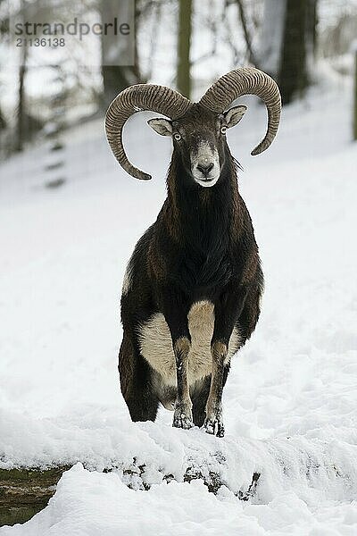 Mufflon Bock im Schnee in der Frontalansicht