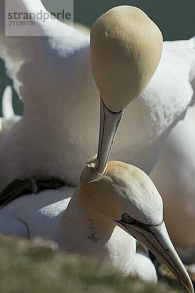 Zwei paarende Basstölpel auf Helgoland von vorne fotografiert