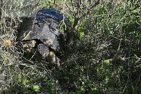 Eine Breitrandschildkröte bahnt sich ihren Weg durch die Macchia Nordsardiniens