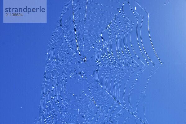 Das Netz einer Kreuzspinne (Araneus diadematus) im Gegenlicht gegen blauen Himmel und bei lebhaftem Wind