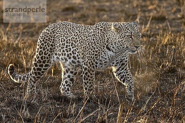 Ein Lepard füh morgens im Gegenlicht bei Sonnenaufgang in der Masai Mara