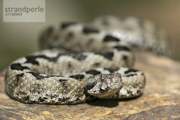 Eine Hornviper auf einem Stein in der Frontalansicht