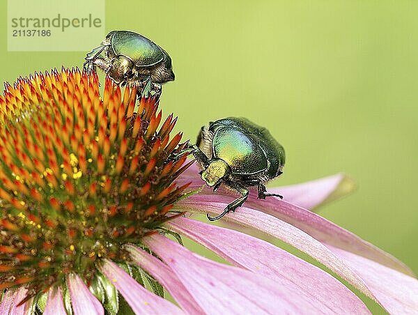 Zwei Rosenkäfer an einer Echinacea