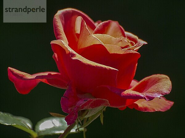 Eine rote Rose in Nahaufnahme mit detaillierten Blütenblättern vor einem dunklen Hintergrund  seppenrade  münsterland  deutschland