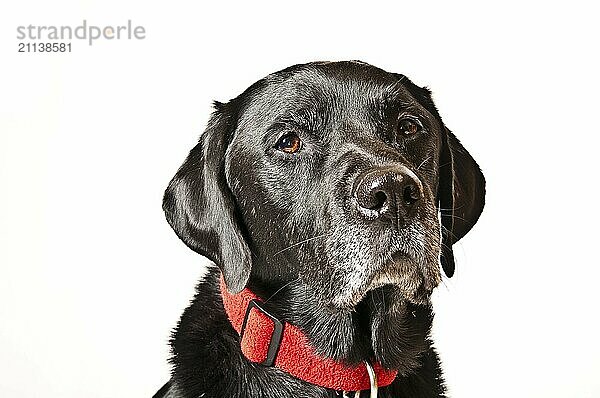 Labrador vor weißem Hintergrund