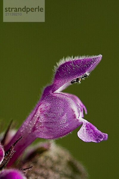 Taubnesseblüte vor grünem Hintergrund