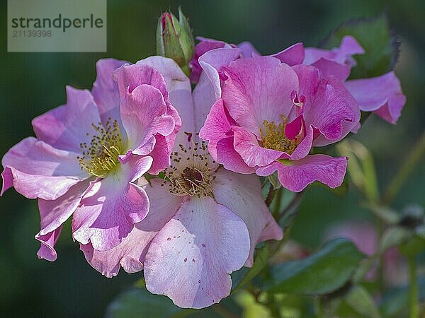 Zartrosa Rosenblüten in Nahaufnahme mit natürlichen Details und grünem Hintergrund  seppenrade  münsterland  deutschland