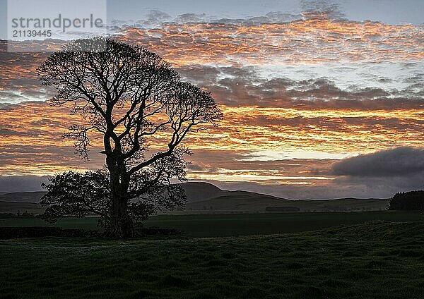 Eine Baumsilhouette bei Sonnenaufgang  Schottland  Großbritannien  Europa