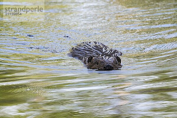 Schwimmender Biber in einem Flussarm