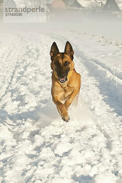 Laufender Malinois im Schnee