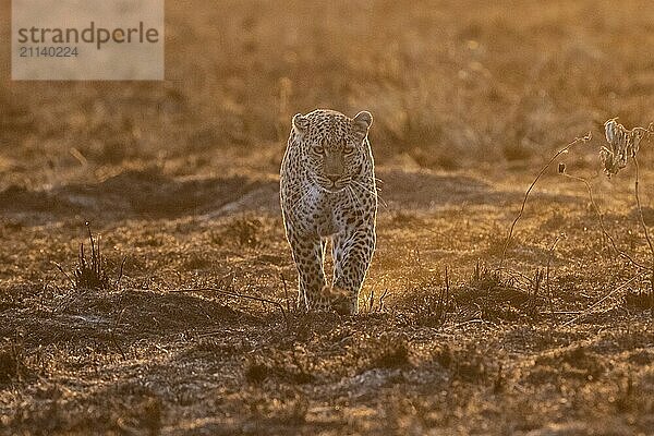 Ein Leopard läuft bei Sonnenaufgang frontal auf den Fotografen zu