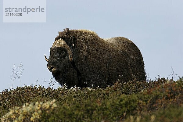 Freigestellter Moschusochsenbulle in der Seitenansicht in der Tundra Norwegens vor blaugrauem Himmel