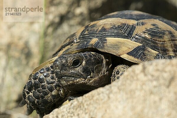 Eine Maurische Landschildkröte zwischen Felsen