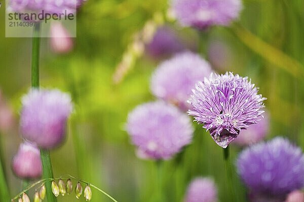 Schnittlauchblüten vor grünem Hintergrund