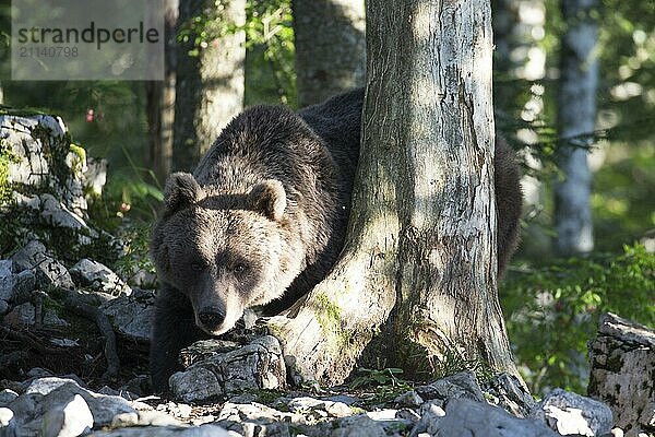 Ein Bär im Wald auf Nahrungssuche