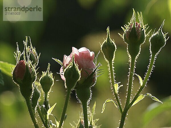 Rosenknospen im Gegenlicht