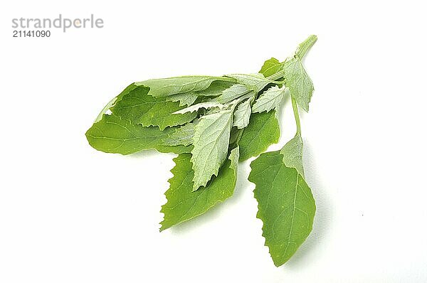 Atriplex hortensis  Schmetterlingsblütler auf weißem Hintergrund