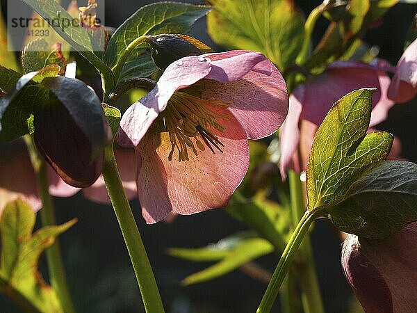 Helleborus Gegenlicht