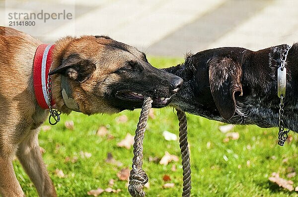 Zwei Hunde zerren an Spielzeug