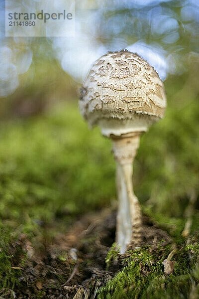 Pilz mit alten Objektiv fotografiert auffälliges Bokeh