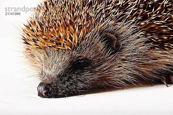 Igel auf weißem Hintergrund