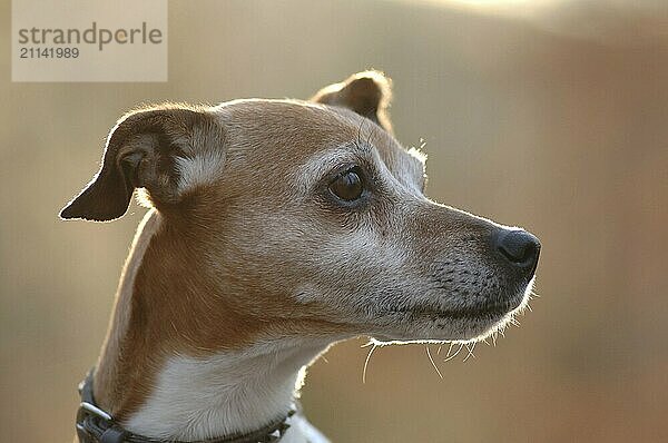 Jack Russel-Terrier  Rüde im Portrait  Gegenlicht