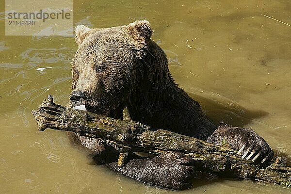 Braunbär in Wasser mit Baumstumpf angelehnt sitzend von vorne links sehend