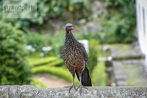 Vorderansicht eines auf einer Mauer sitzenden Guans  Naturpark Caraca  Minas Gerais  Brasilien  Südamerika