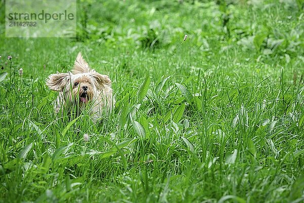 Liebenswerter kleiner Bichon Havanese Hund  der an einem sonnigen Sommertag fröhlich durch das Gras  das höher ist als er selbst  auf die Kamera zu läuft