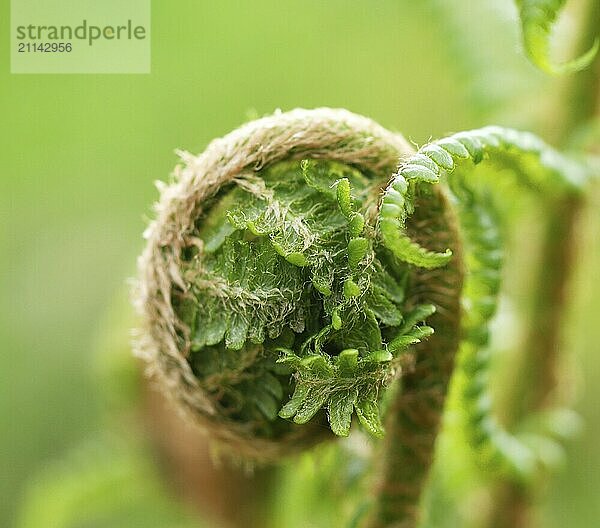 Farn  farngewächs  natur  makro  grün  blatt  farnblatt  wald  waldboden  pflanze  nahaufnahme  farnkraut  blätter  gewächs  botanik  frühling  sommer  stengel  floral  jahreszeit  tiefenschärfe