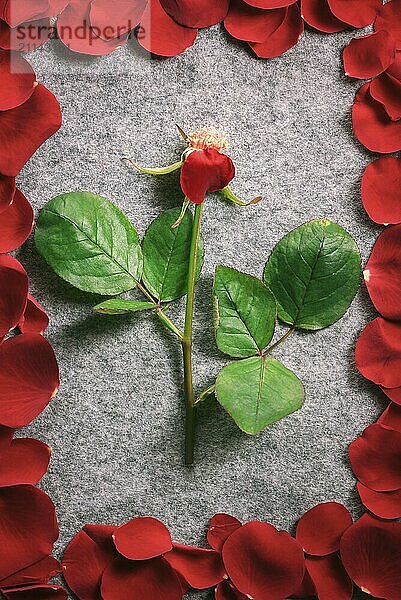 Romantisches Designbild mit einem Rosenstiel mit einem einzelnen Blütenblatt  auf einem grauen Vintage Stoff  umgeben von seinen roten Blütenblättern  die sich in Form eines Rahmens ausbreiten