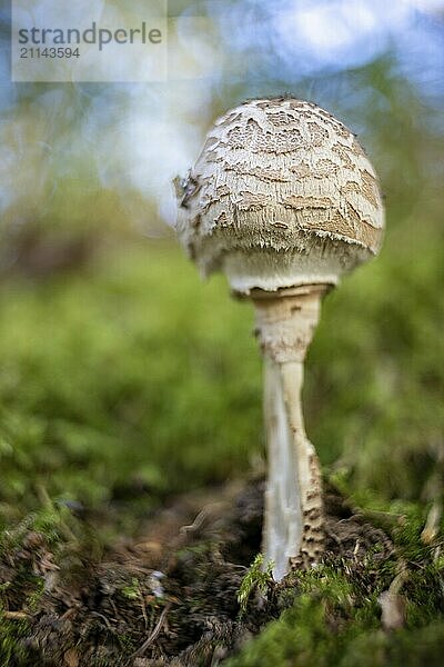 Pilz mit alten Objektiv fotografiert auffälliges Bokeh