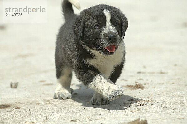 Mastino Estremo  laufend  Welpe