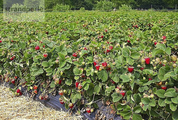 Ein Erdbeerfeld in den nördlichen Regionen Deutschlands  wo die Kunden sie direkt vom Feld pflücken können aufgenommen im Juni 2015