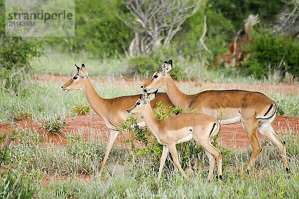 Drei Impalas in der Savanne des Ost Tsavo Parks in Kenia