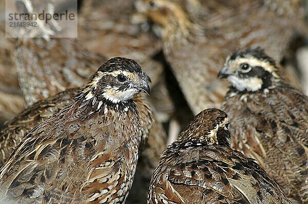 Gruppe der Nördlichen Bobwhite  Virginia Wachtel oder Bobwhite Wachtel  Colinus virginianus